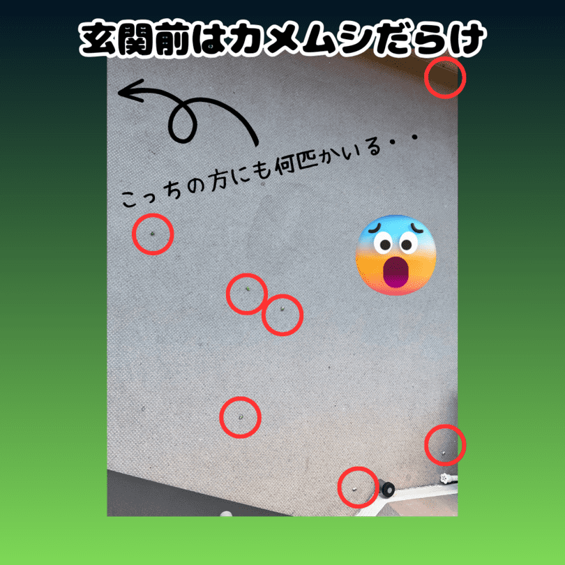 kamemushi