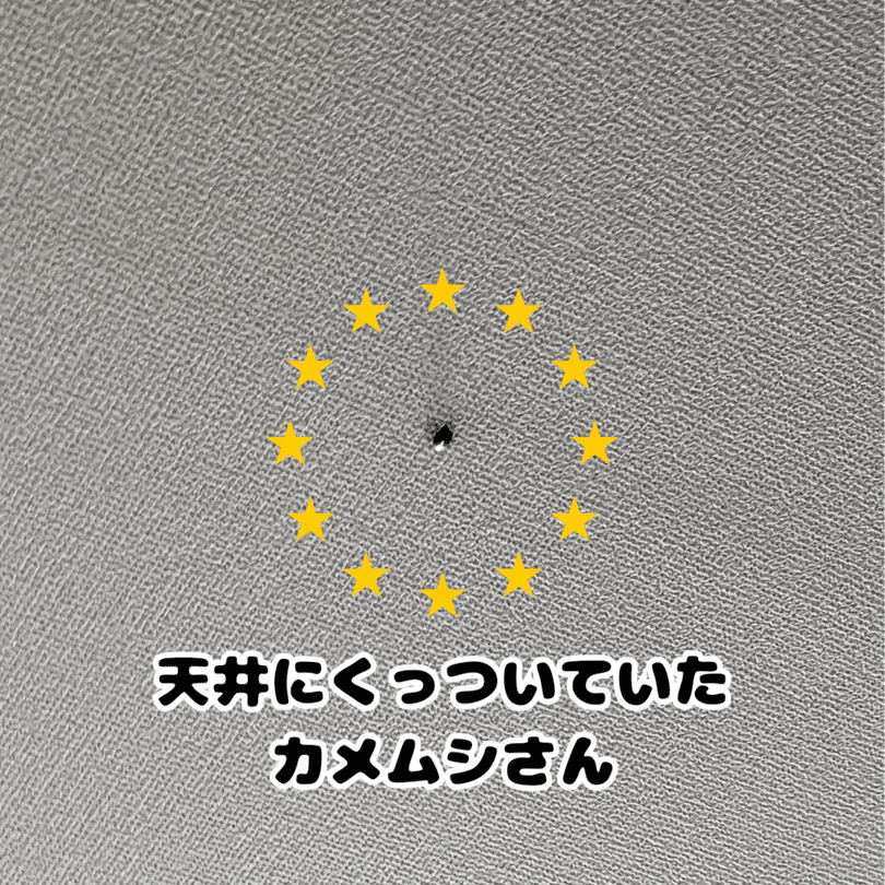 家の中にカメムシ