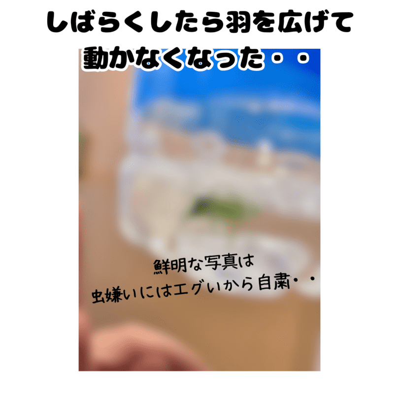 ごめんなさいカメムシさん
