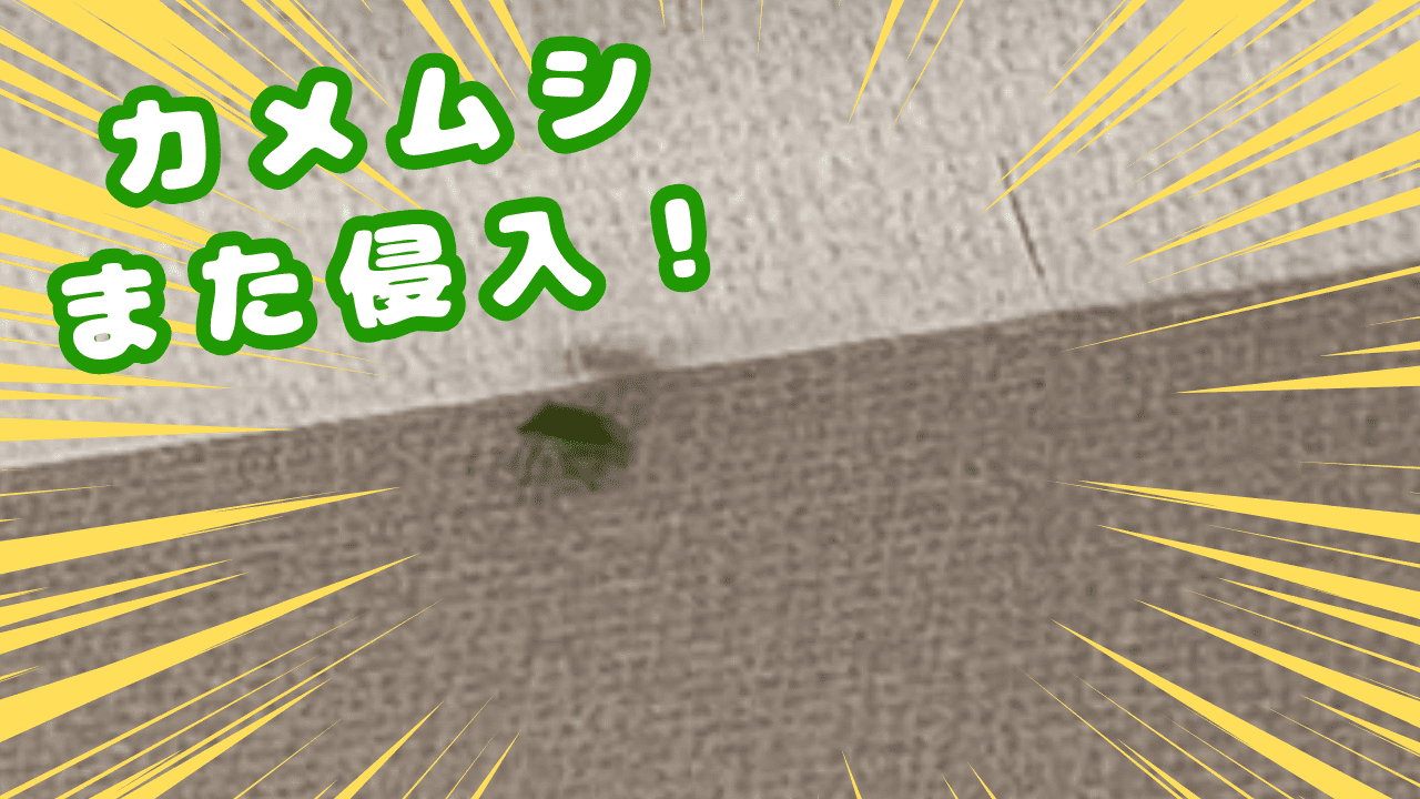 カメムシまた侵入